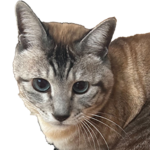 写真をそのまま入れる